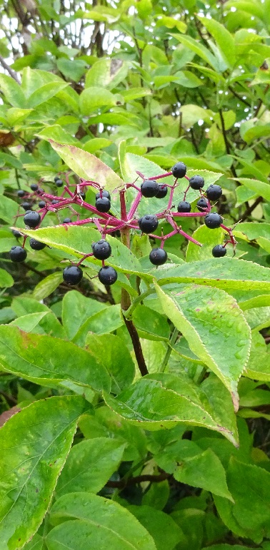 Nature in Dover Photography 4