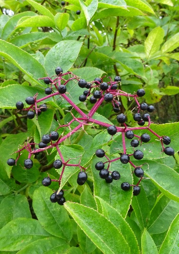 Nature in Dover Photography 5