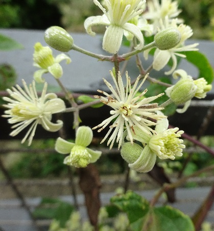 Nature in Dover Photography 8