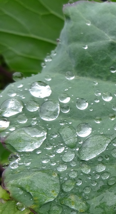 Nature in Dover Photography 19