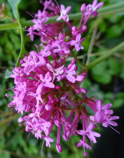 Nature in Dover Photography 23