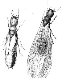 termita 1