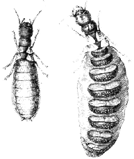 termita 2