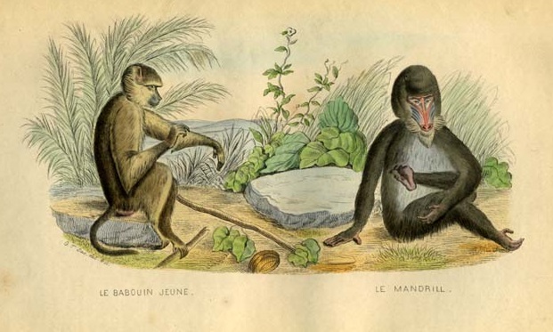 ANIMAUX DE BUFFON. Edition de LACEPEDE. Tirée de l histoire naturel de Buffon. LE babuine jeune A