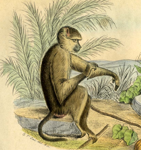 ANIMAUX DE BUFFON. Edition de LACEPEDE. Tirée de l histoire naturel de Buffon. LE babuine jeune b