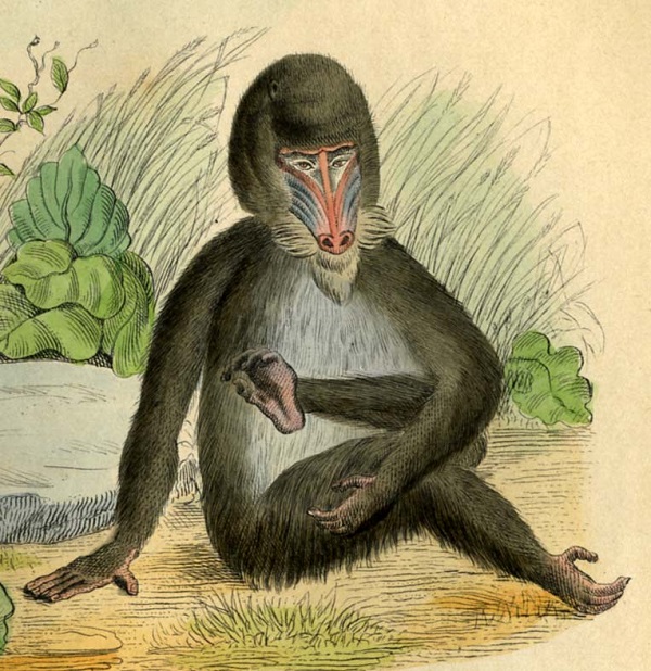 ANIMAUX DE BUFFON. Edition de LACEPEDE. Tirée de l histoire naturel de Buffon. LE babuine jeune c