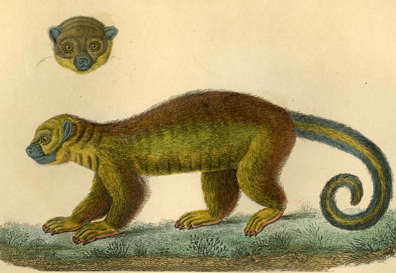 ANIMAUX DE BUFFON. Edition de LACEPEDE. Tirée de l histoire naturel de Buffon. Kimeajou a