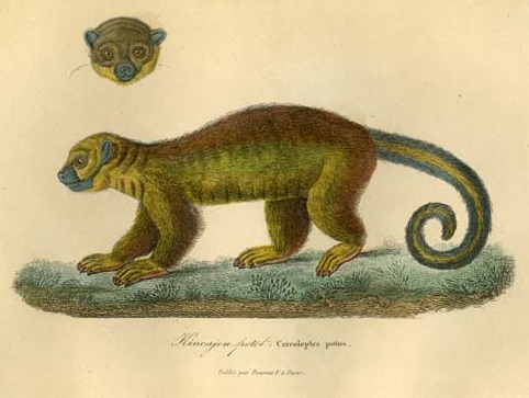 ANIMAUX DE BUFFON. Edition de LACEPEDE. Tirée de l histoire naturel de Buffon. Kimeajou b