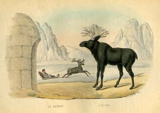 ANIMAUX DE BUFFON. Edition de LACEPEDE. Tirée de l histoire naturel de Buffon. Le Renne a