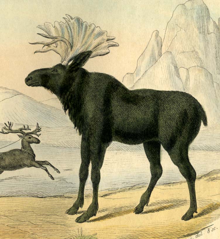 ANIMAUX DE BUFFON. Edition de LACEPEDE. Tirée de l histoire naturel de Buffon. Le Renne b