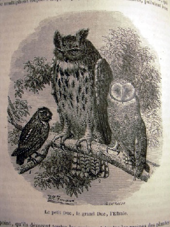Histoire Naturelle. Estraite Buffon et de Lacepede. Quadrupedes, Oiseaux, Serpent, Poissons et Cetacés. 13