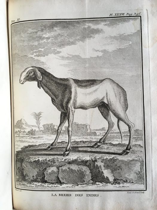 Histoire Naturelle. Générale et Particuliére avec la description du Cabinet du Roi 11 1