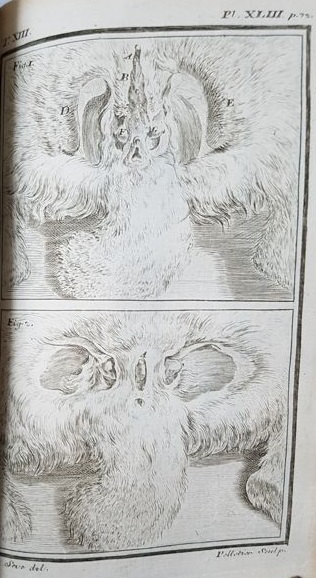 Histoire Naturelle Générale et Particuliére. Treizième 10. 