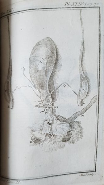 Histoire Naturelle Générale et Particuliére. Treizième 11.