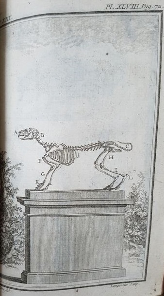 Histoire Naturelle Générale et Particuliére. Treizième 15.