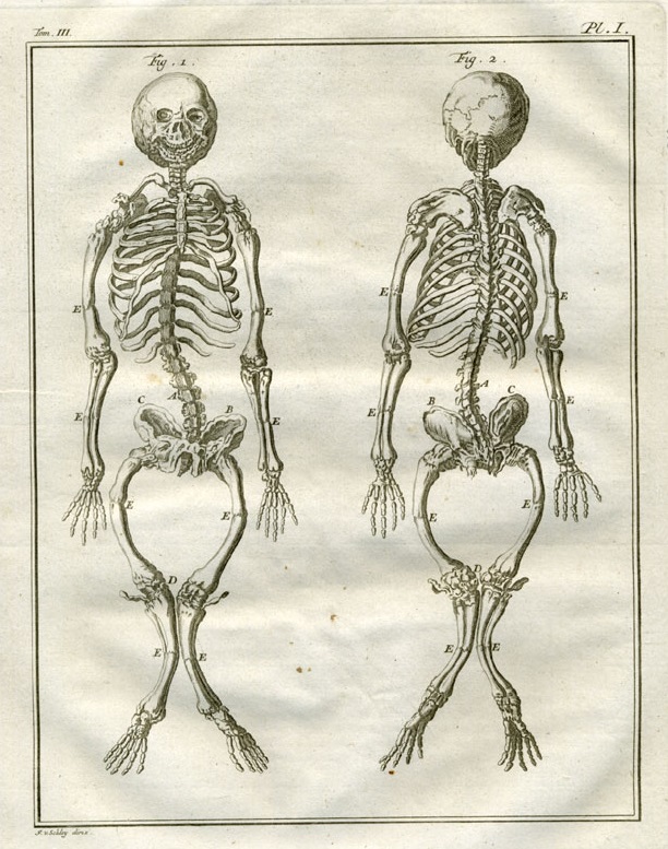 Plate 1. Buffon: Histoire naturelle, générale et particulière avec la description du Cabinet du Roi (1749-1788)
