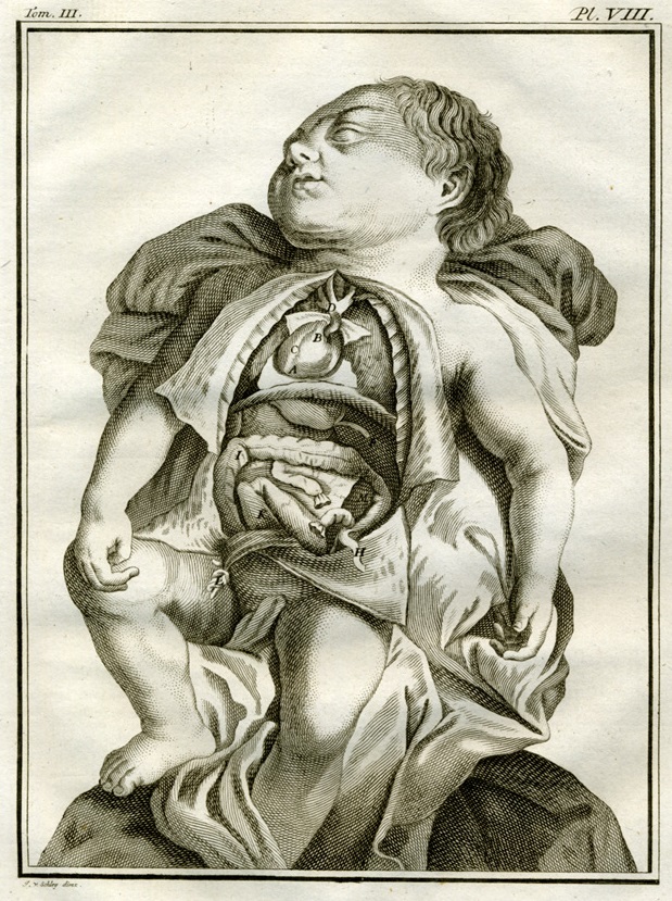 Plate 8. Buffon: Histoire naturelle, générale et particulière avec la description du Cabinet du Roi (1749-1788)