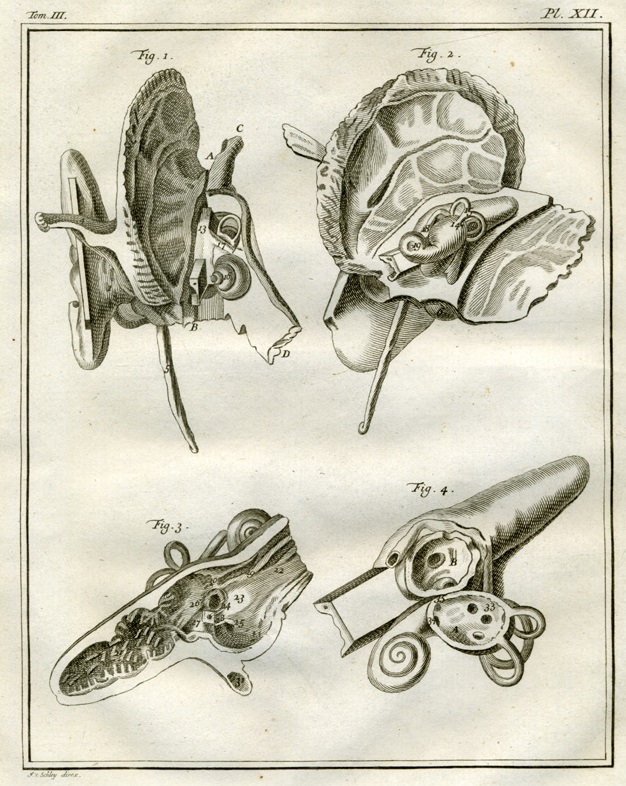 Plate 12. Buffon: Histoire naturelle, générale et particulière avec la description du Cabinet du Roi (1749-1788)