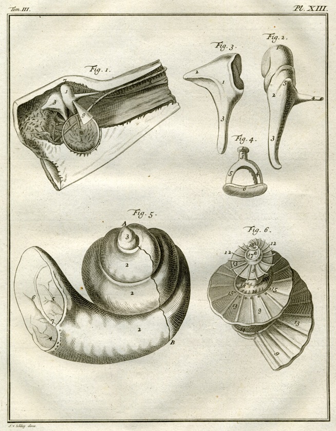 Plate 13. Buffon: Histoire naturelle, générale et particulière avec la description du Cabinet du Roi (1749-1788)