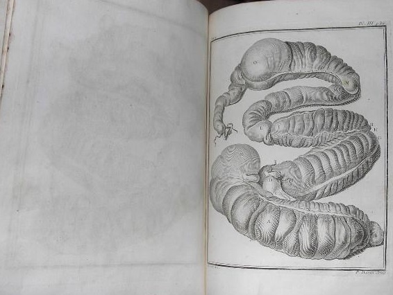 Cheval. Anatomie. Buffon: Histoire naturelle, générale et particulière avec la description du Cabinet du Roi (1749-1788)