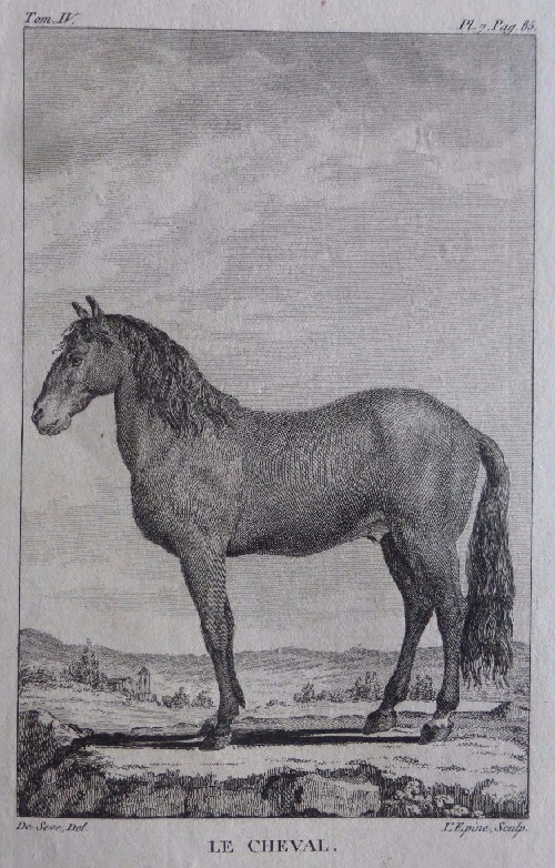 L´Aine. Anatomie. Buffon: Histoire naturelle, générale et particulière avec la description du Cabinet du Roi (1749-1788)