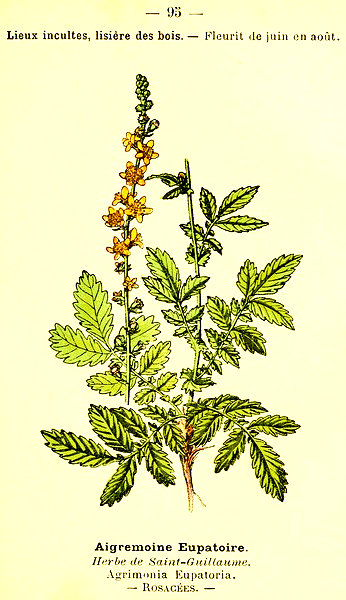 Agrimonia eupatoria Agrimoine