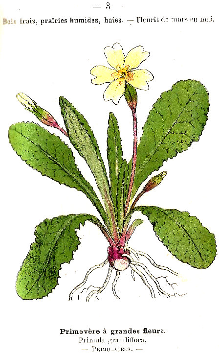 Primévere á grandes fleur. Primula grandiflora. Primunculacées.