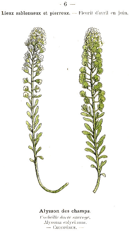 Alysoons des champs. Corbeille dorée sauvage. Alyssum calycinum. Crucifères.