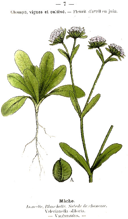 Mâche. Doucette, Blanchette, Salade de chanoine. Valerianella olitoria. Valérianèes.