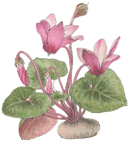 Cyclamen persicum. Cyclamen de perse, Cyclamen d'Alep. Primulacées.