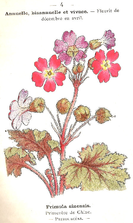 Primula sinensis. Primavère de chine. Primulacées.