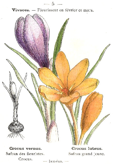 Crocus vernus (Safran desc fleuristes). Crocus luteus (Safran grand jaune). Iridées.
