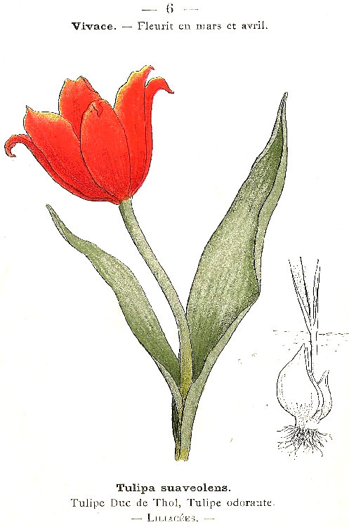 Tulipa suaveolens. Tulipe Duc de Thol. Tulipe odorante. Liliacées.