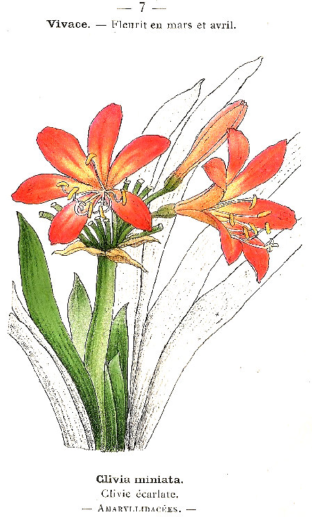 Clivia miniata. Clivie écarlate. Amarillidacáes.