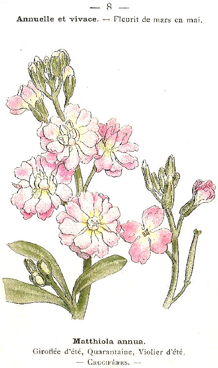 Matthiola annua. Giroflée d'ete, Quarantaine, Violier d'ete. Cruciféres.