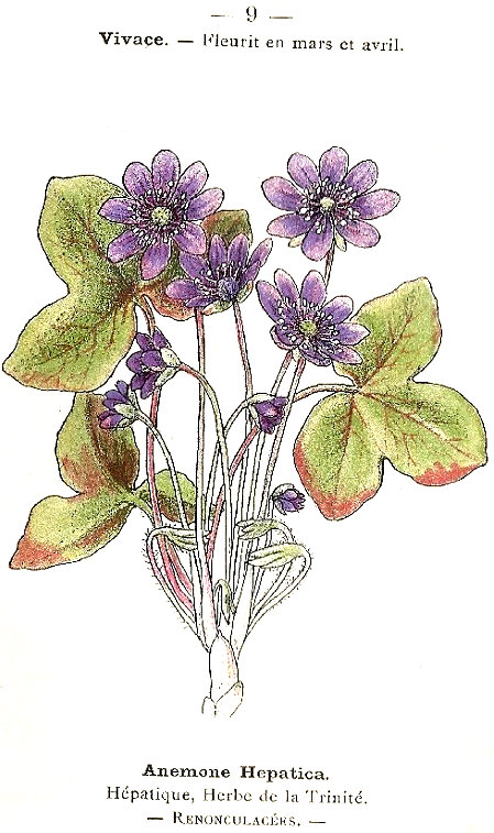Anemone hepatica. Hépatique, Herbe de la Trinité. Renonculacées.