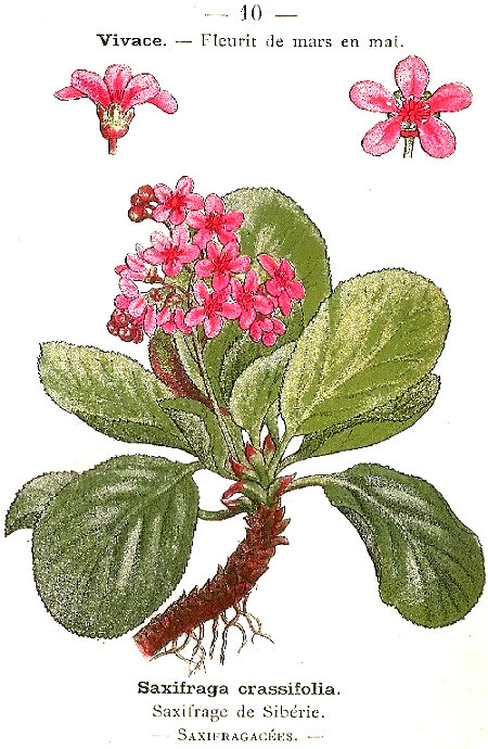Saxifraga crassifolia. Saxifrage de Siberia. Saxifragacées.