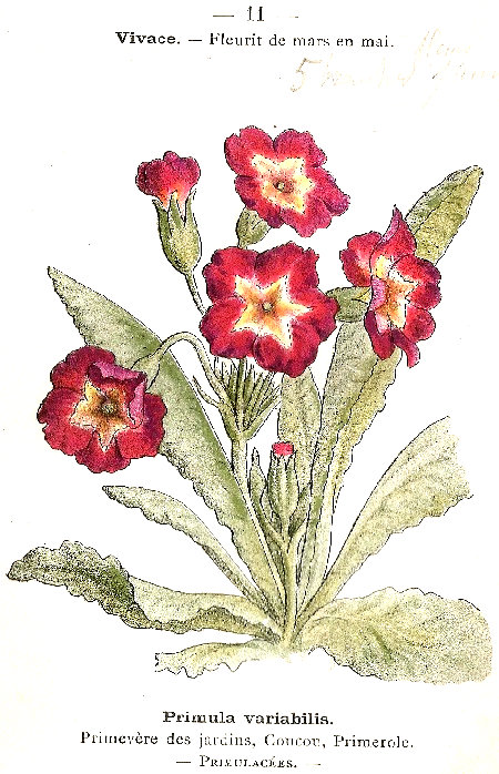 Primula variabilis. Primevère des jardins, Concoua, Primerole. Primulacées.