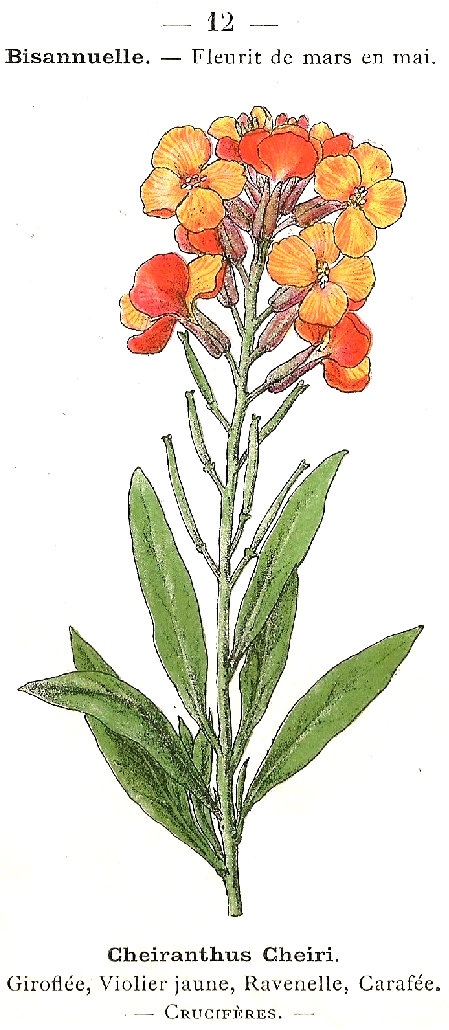 Cheiranthus cheiri. Giroflée, Violier jaune, Ravenelle, Carafée. Cruciféres.