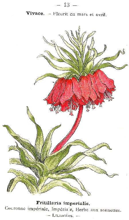 Fritillaria imperialis. Couronne impériale, Impériale, Herbe aux sonnettes. Liliacées.