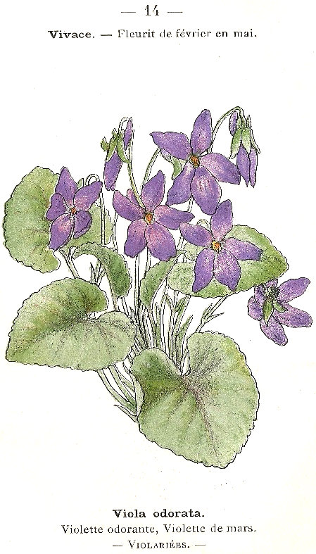 Viola odorata. Violette odorante, Violette de Mars. Violariées.