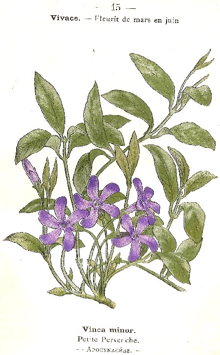 Vinca minor. Petite Perverche. Apogynacées.