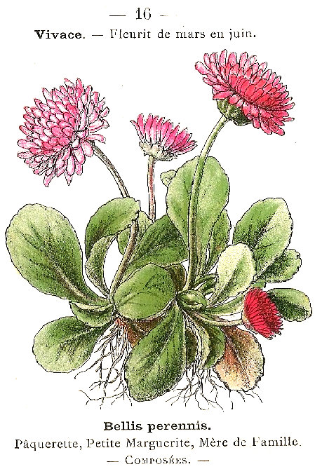 Bellis perennis. Pâquerette, Petite Marguerite, Mére de Famille. Composées.