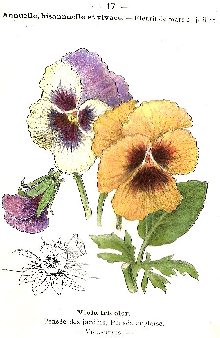 Viola tricolor. Pensée des jardins, Pensée anglaise. Violaeiées.