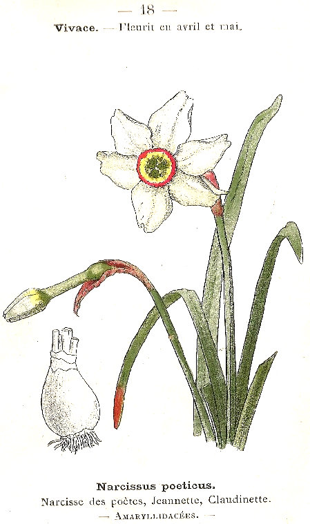 Narcissus poeticus. Narcisse de poètes, Jeannette, Caludinette. Amaryllidacées.