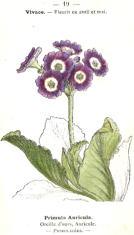 Primula auricula. Oreille d'Ours, Auricule. Primulacées.