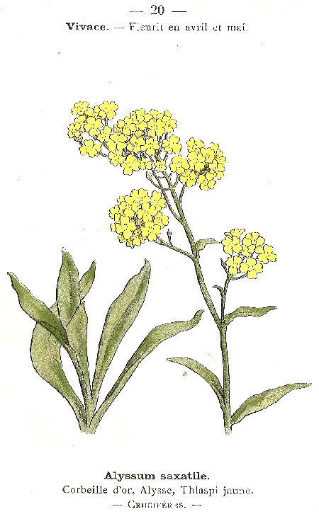 Alyssum saxatile. Corbeille d'or, Alysse, Thlaspi jaune. Cruciféres.