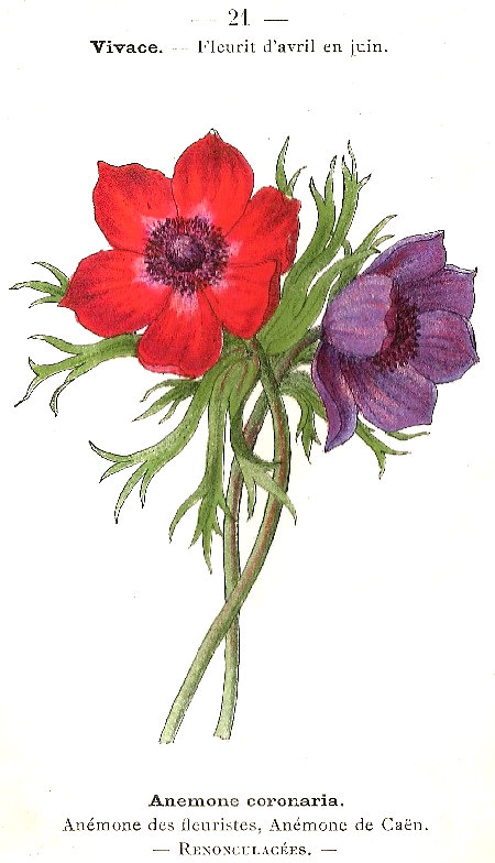 Anemone coronaria. Anémone des floristes, Anémone de Caën. Renonculacées.