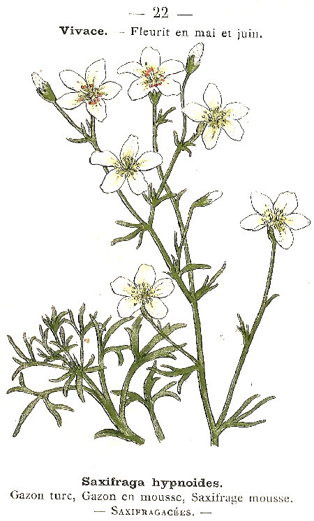 Saxifraga hypnoides. Gazon turc, Gazon en mousse, Saxifraga mousse. Saxifragacées.