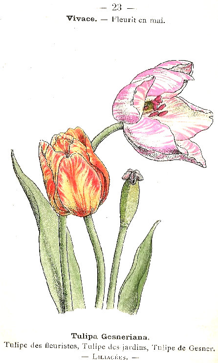 Tulipa gesneriana. Tulipe des floristes, Tulipe des jardins, Tulipe de Gesner. Liliacées.